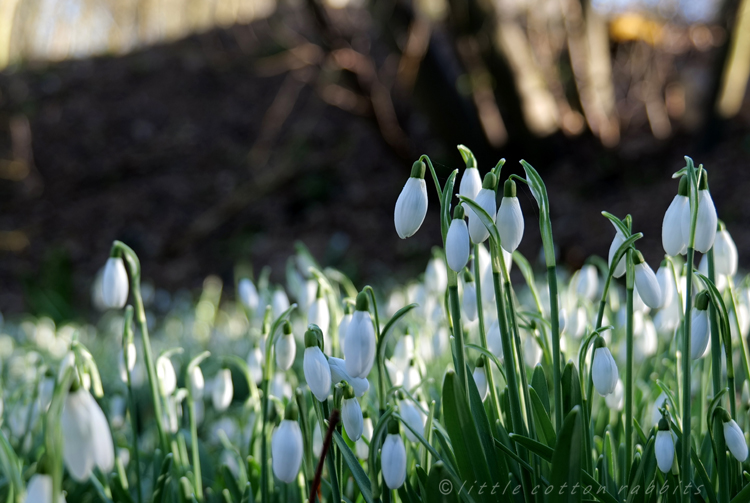 Snowdrops2