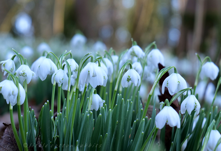 Snowdrops7