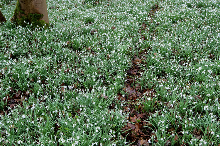 Carpet snowdrops