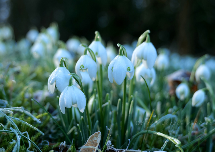 Snowdrops5