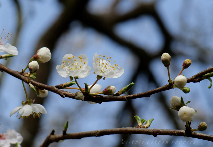 Blossom