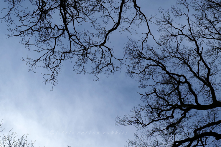Bare branches overhead