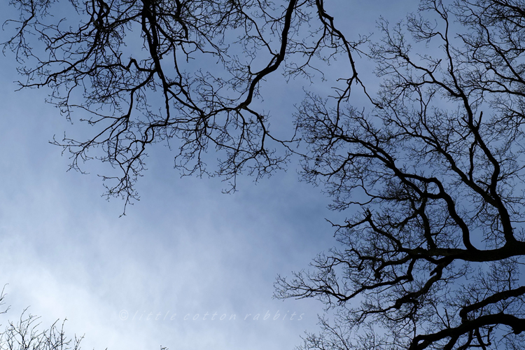 Bare branches overhead