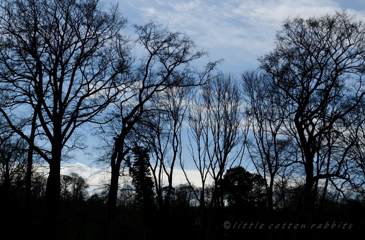 Silhouetted trees