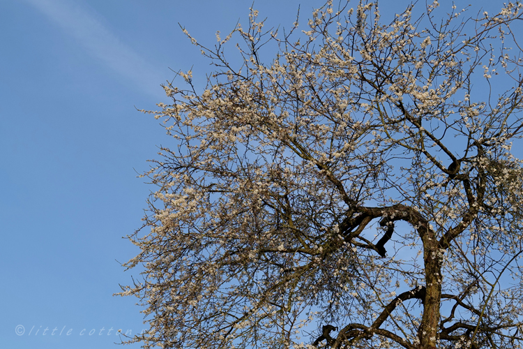 Plum tree