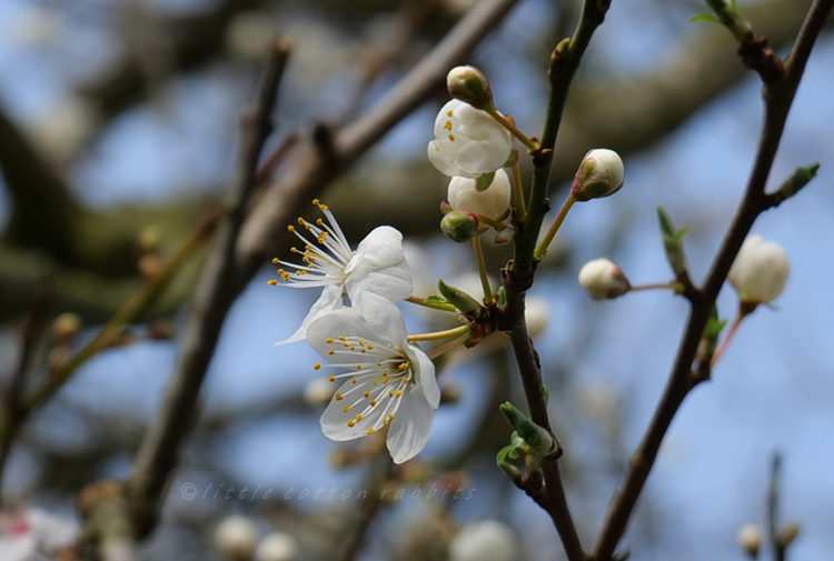 Pom Poms  Plum Grove