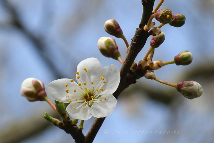 Plum blossom