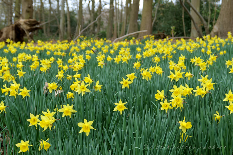 Daffs3