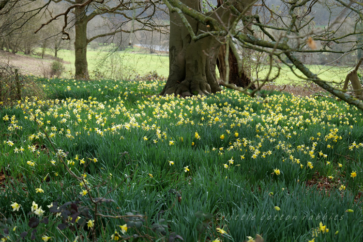 Daffs2