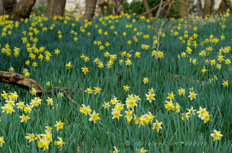 Daffodils2