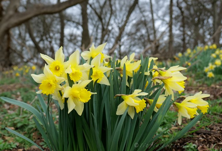 Daffs