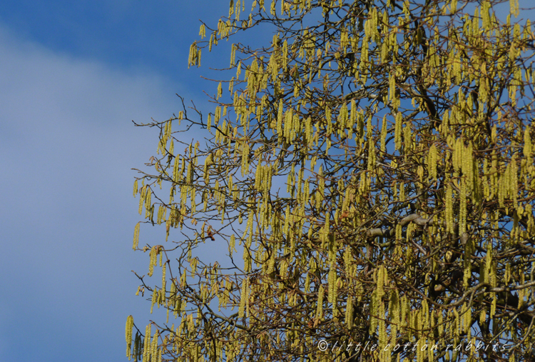 Catkins4 - 