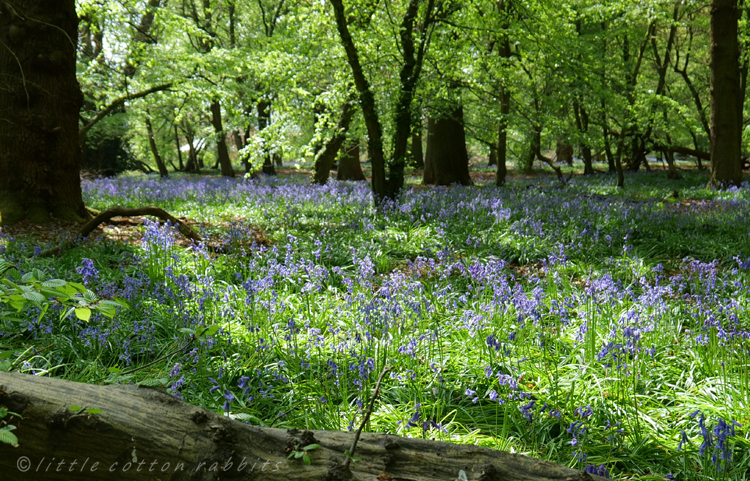 Bluebells6