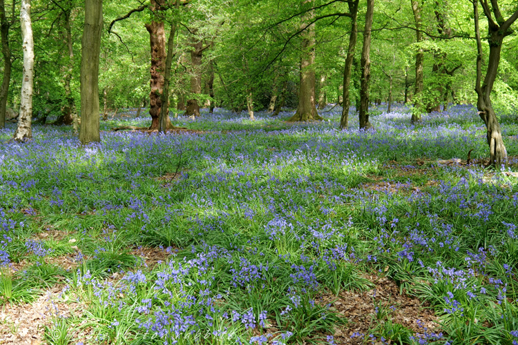 Bluebells8