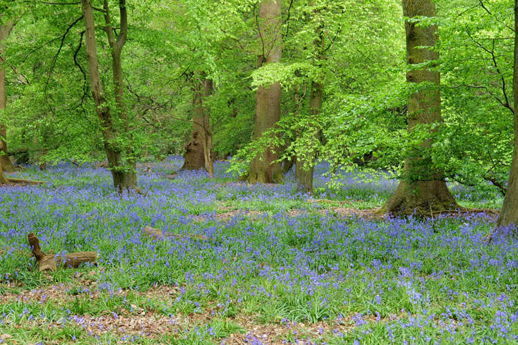 Bluebells9