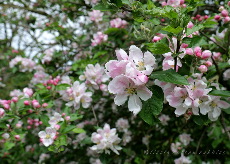 Appleblossom13