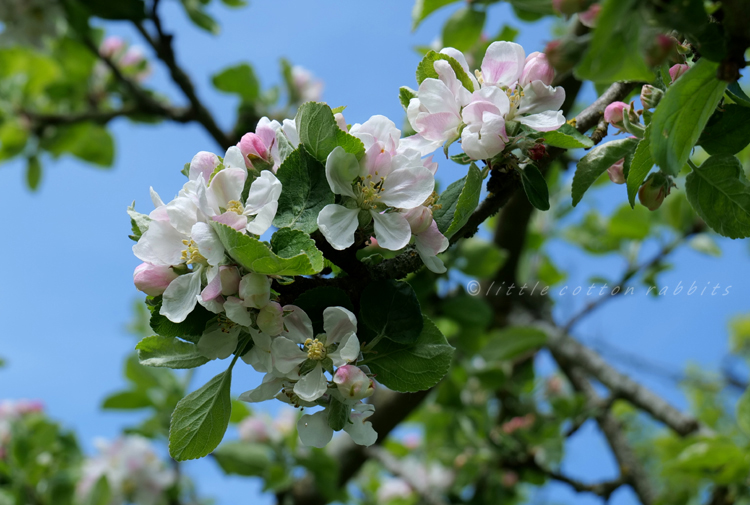 Appleblossom2