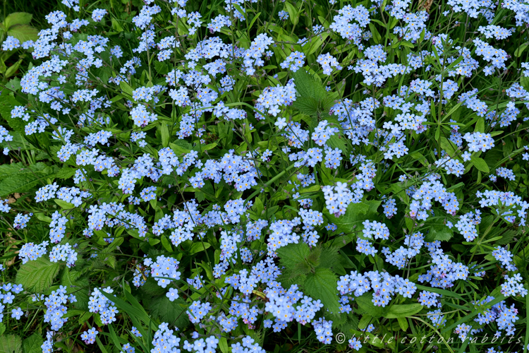 Forgetmenots4