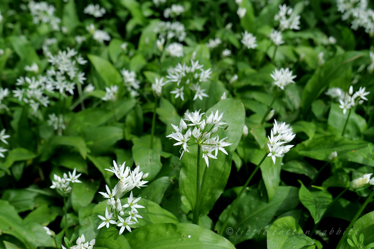 Wildgarlic2