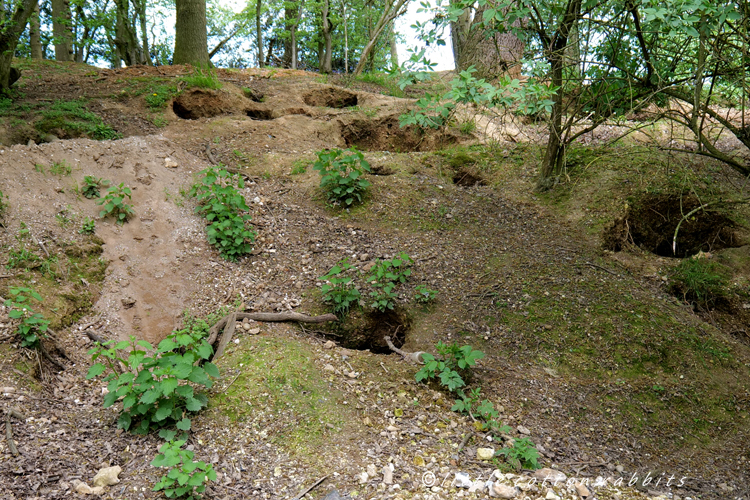 Badger sett