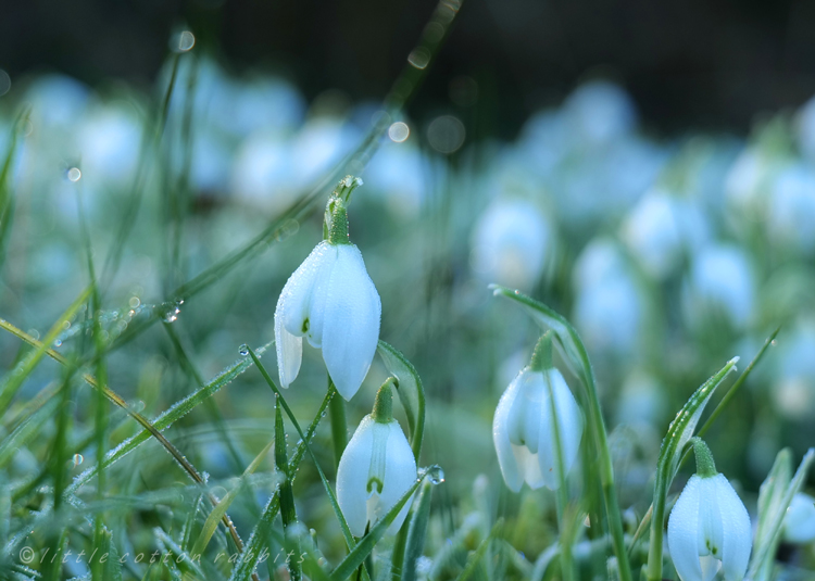 Snowdrops4