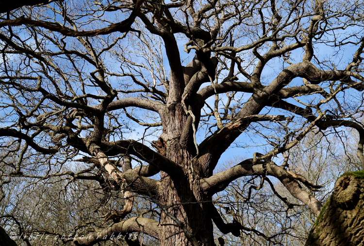 Old oak