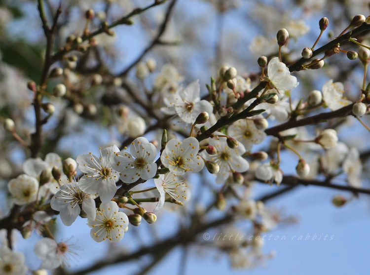 Pom Poms  Plum Grove