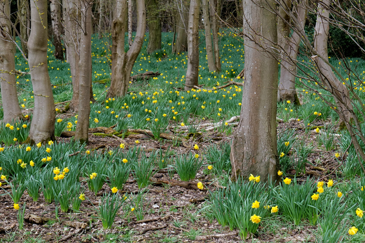 Daffs7