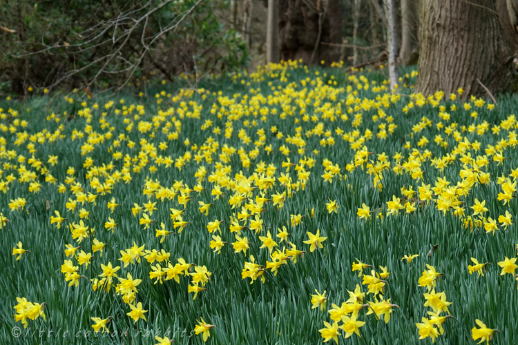 Daffs4