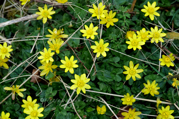 Celandine