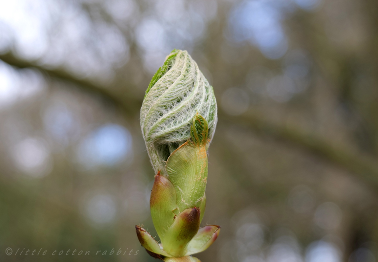 Sweetchestnut bud