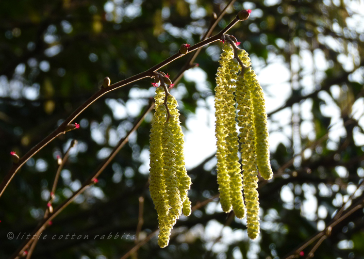 Catkins