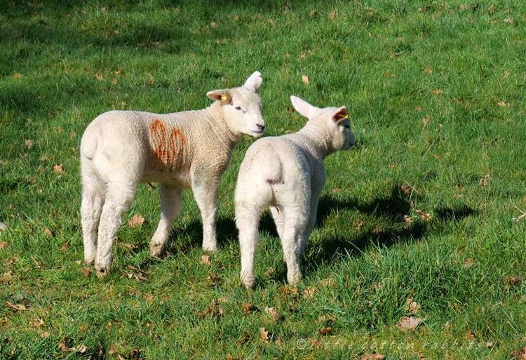 Lambs