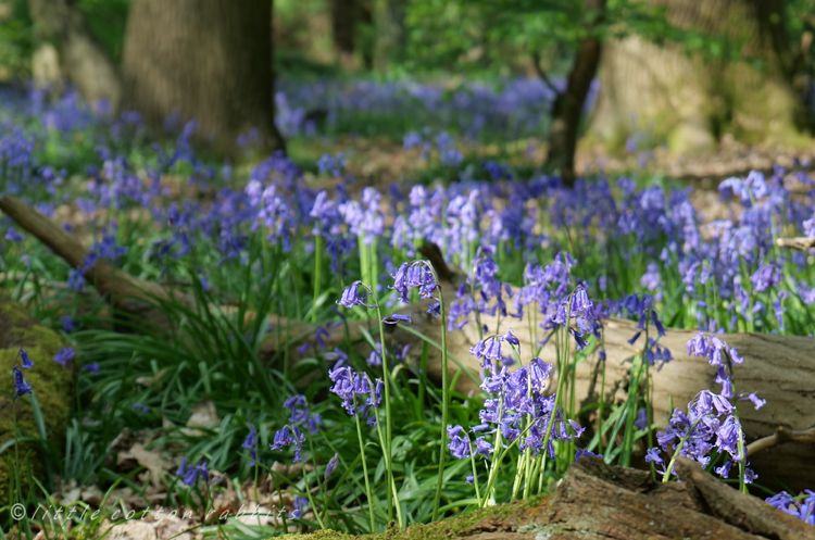 Bluebells