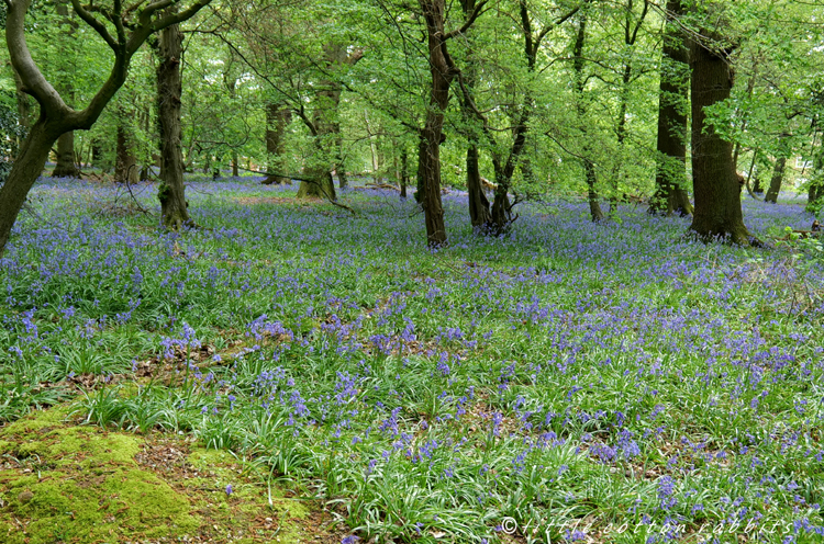 Bluebells5