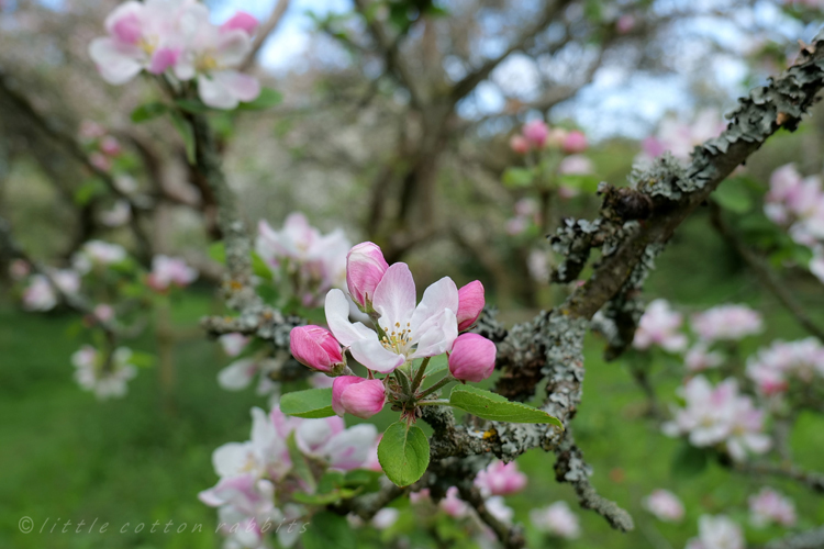 Appleblossom7