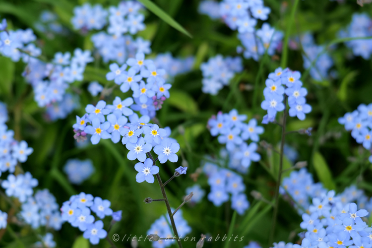 Forgetmenots2