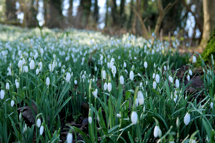 Snowdrops9