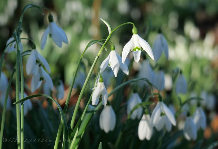 Snowdrops8