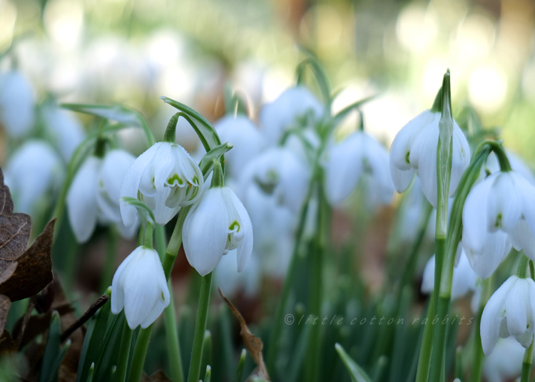 Snowdrops6