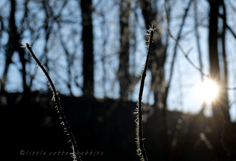 Icy branch