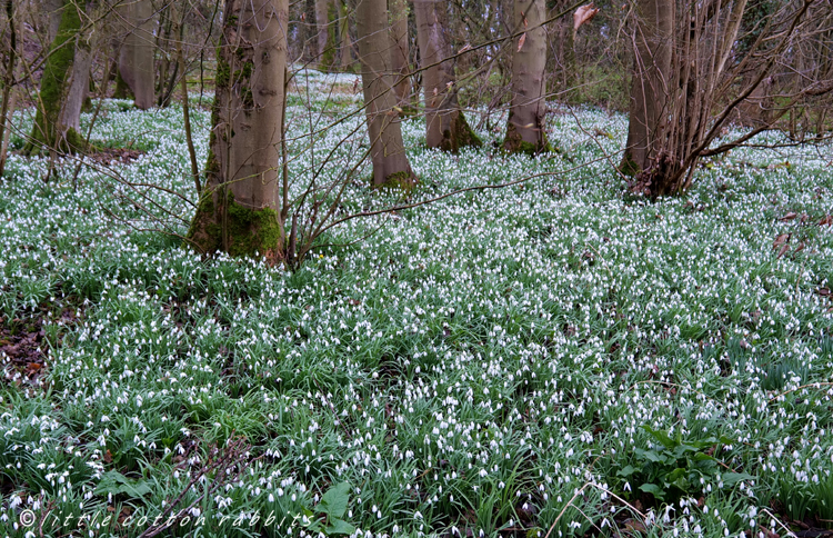 Snowdrop carpet