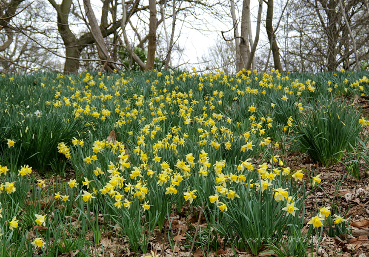 Daffs5