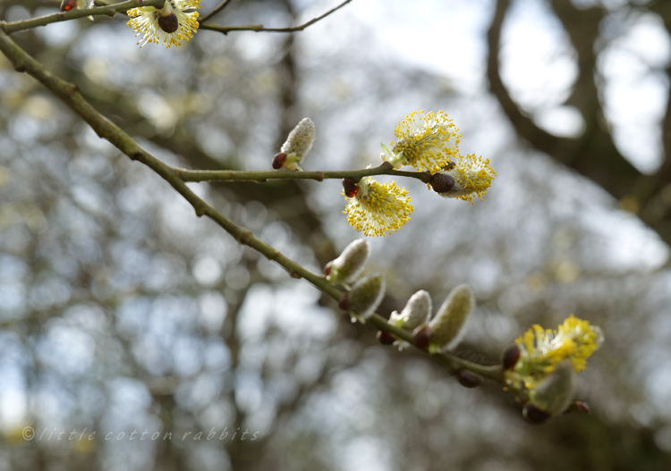 Catkins8