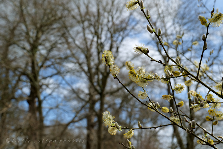 Catkins2