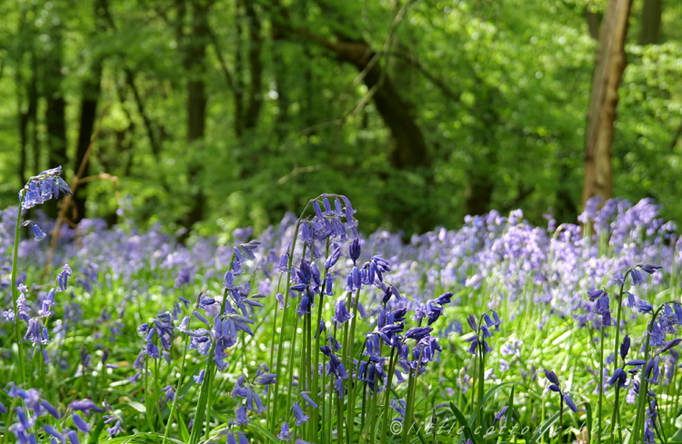 Bluebells2