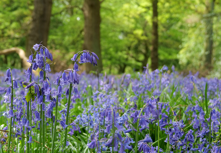 Bluebells4