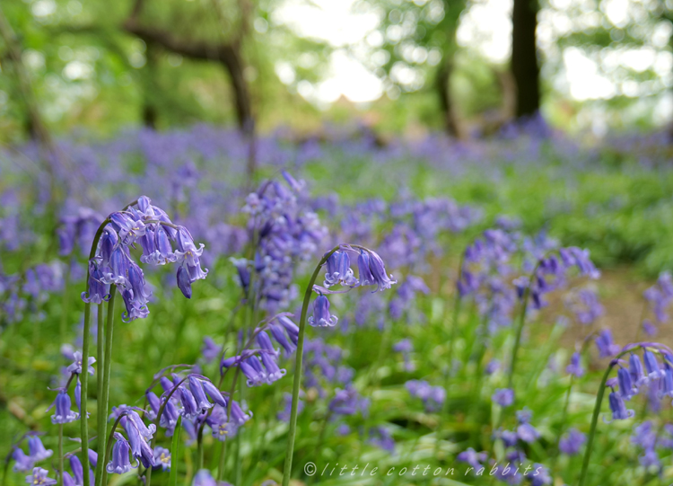 Bluebells3