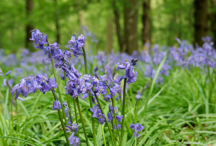 Bluebells7