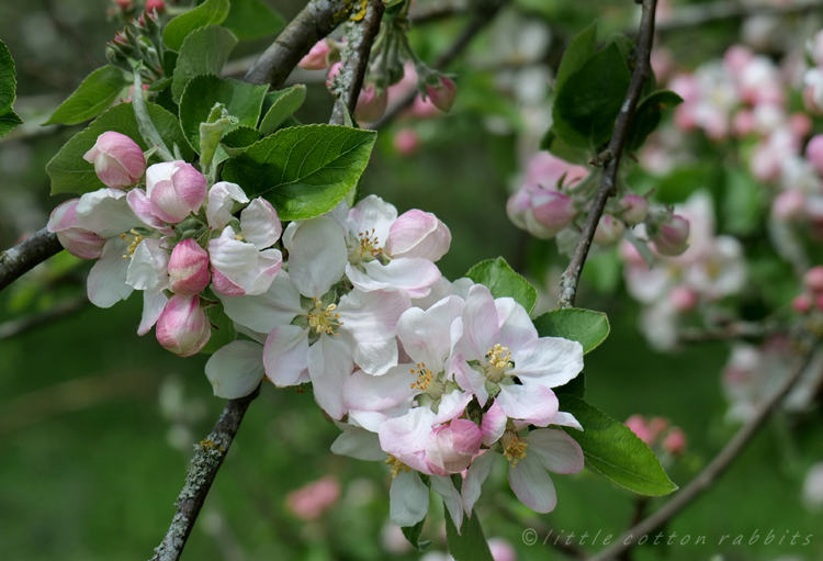 Appleblossom21